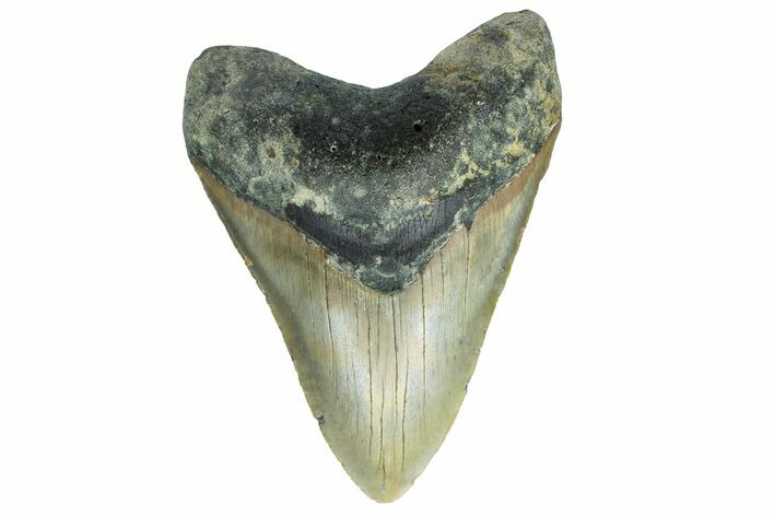 Fossil Megalodon Tooth - North Carolina #165428